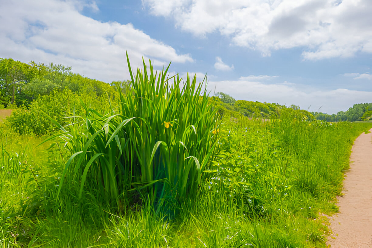 Tall Fescue Turf - Thriving in New Zealand Gardens 01