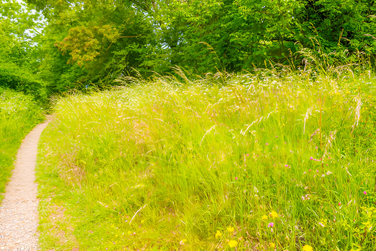 Tall Fescue Turf - Thriving in New Zealand Gardens 02